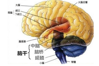 外伤性脑出血药物治疗